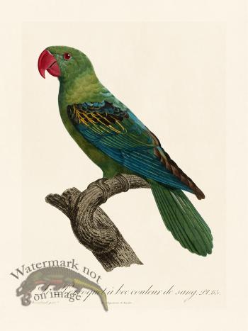 Barraband Parrot 083